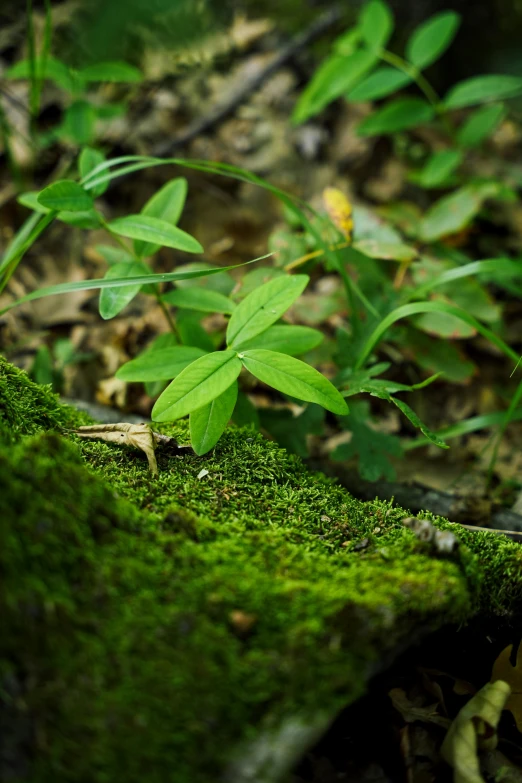 a plant that is laying on the ground