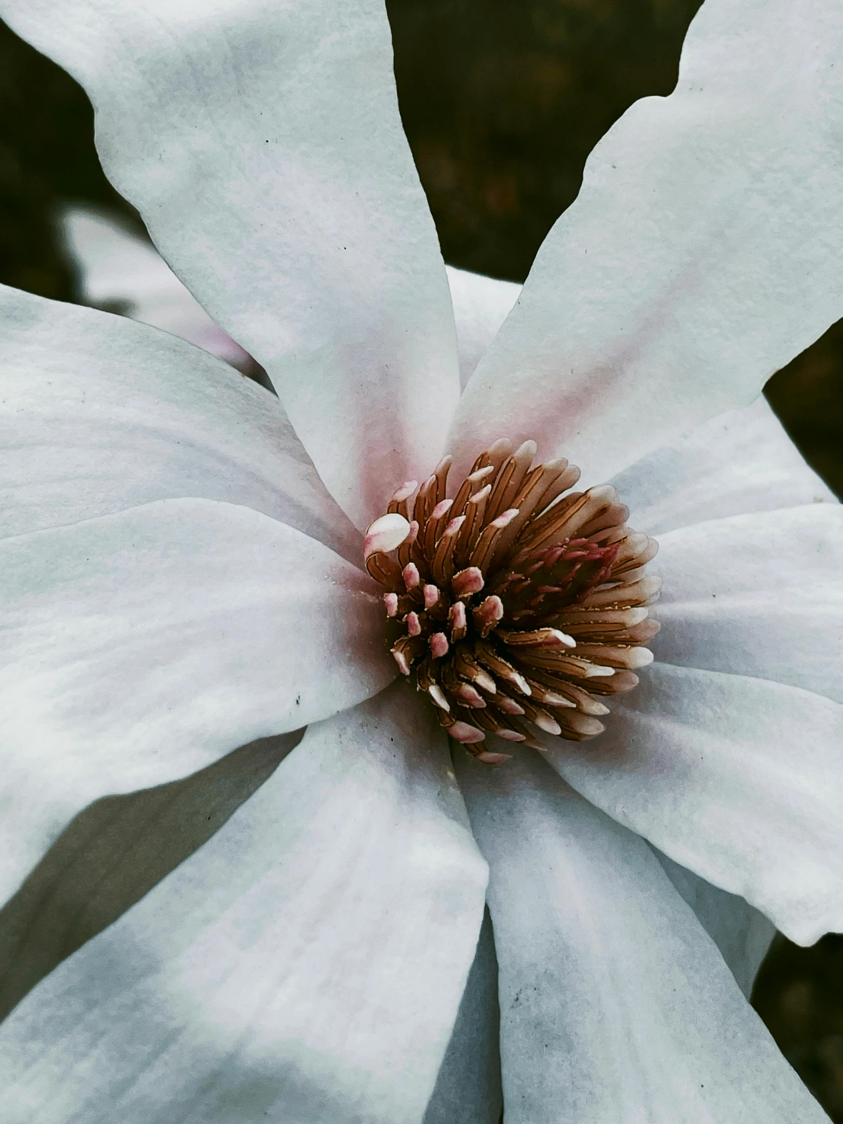 the inside of a flower, which is a light pink