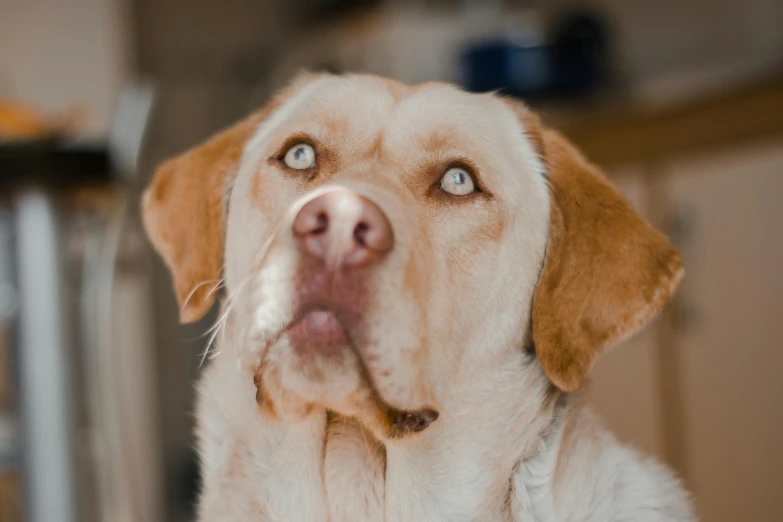 a close up s of a tan and white dog