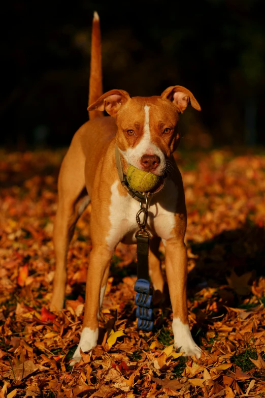 a dog standing in the leaves with a tennis ball
