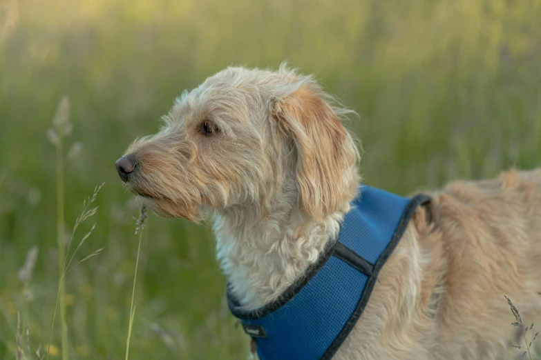 a dog wearing a vest on top of a grass covered field