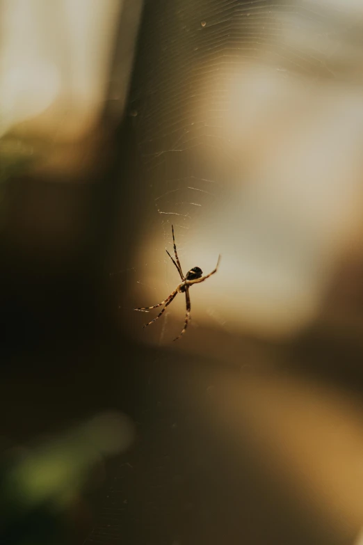 a close - up s of an insect in a web