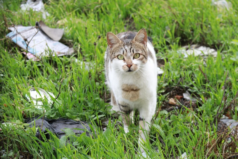 a cat standing in some grass looking forward