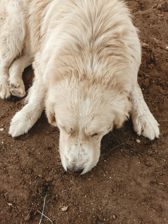 a large white dog laying on top of a brown dirt field