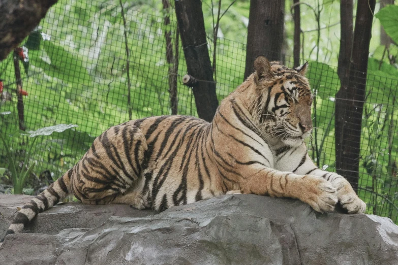 a tiger laying down on a large rock