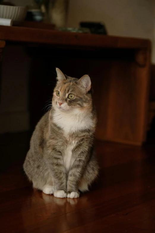 a cat sitting on a wooden floor in a house