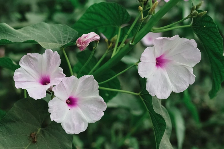 some pink flowers are in a field