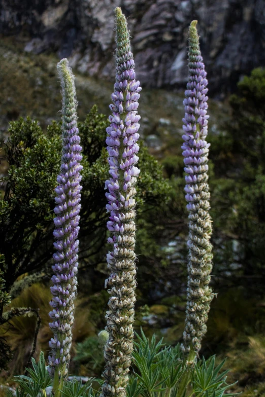 purple flowers are on the stalk in the wild