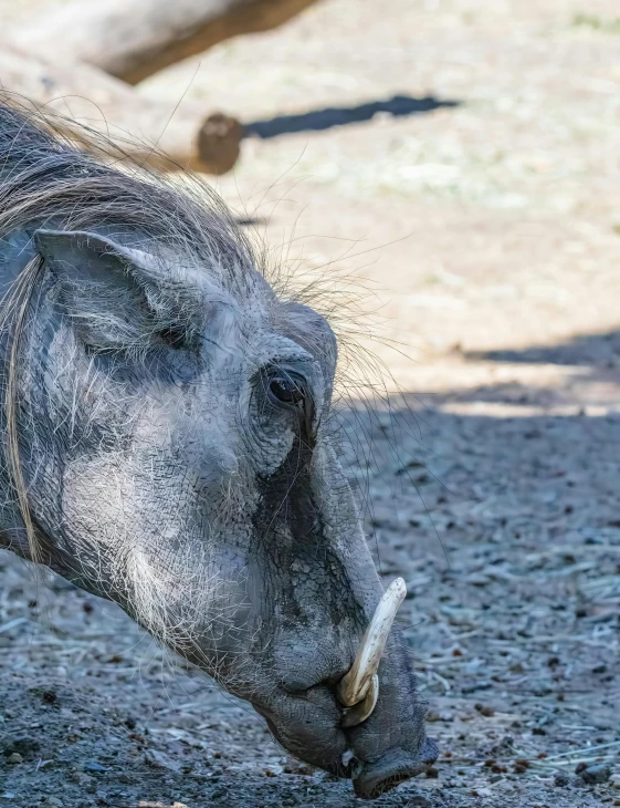 a horse that has his head under some dirt