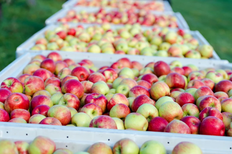 long row of rows of apples outside