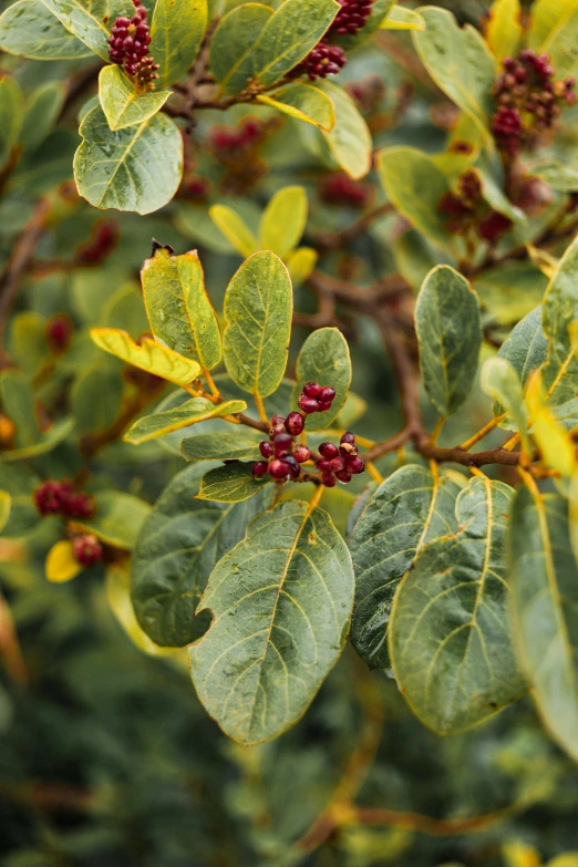 the leaves and berry berries are all over the bush