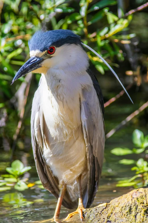 a bird with a long bill and long beak is standing on a nch in a stream