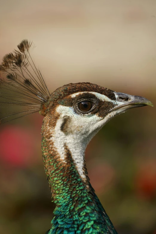 a peacock with brown spots sitting in front of a pink flower