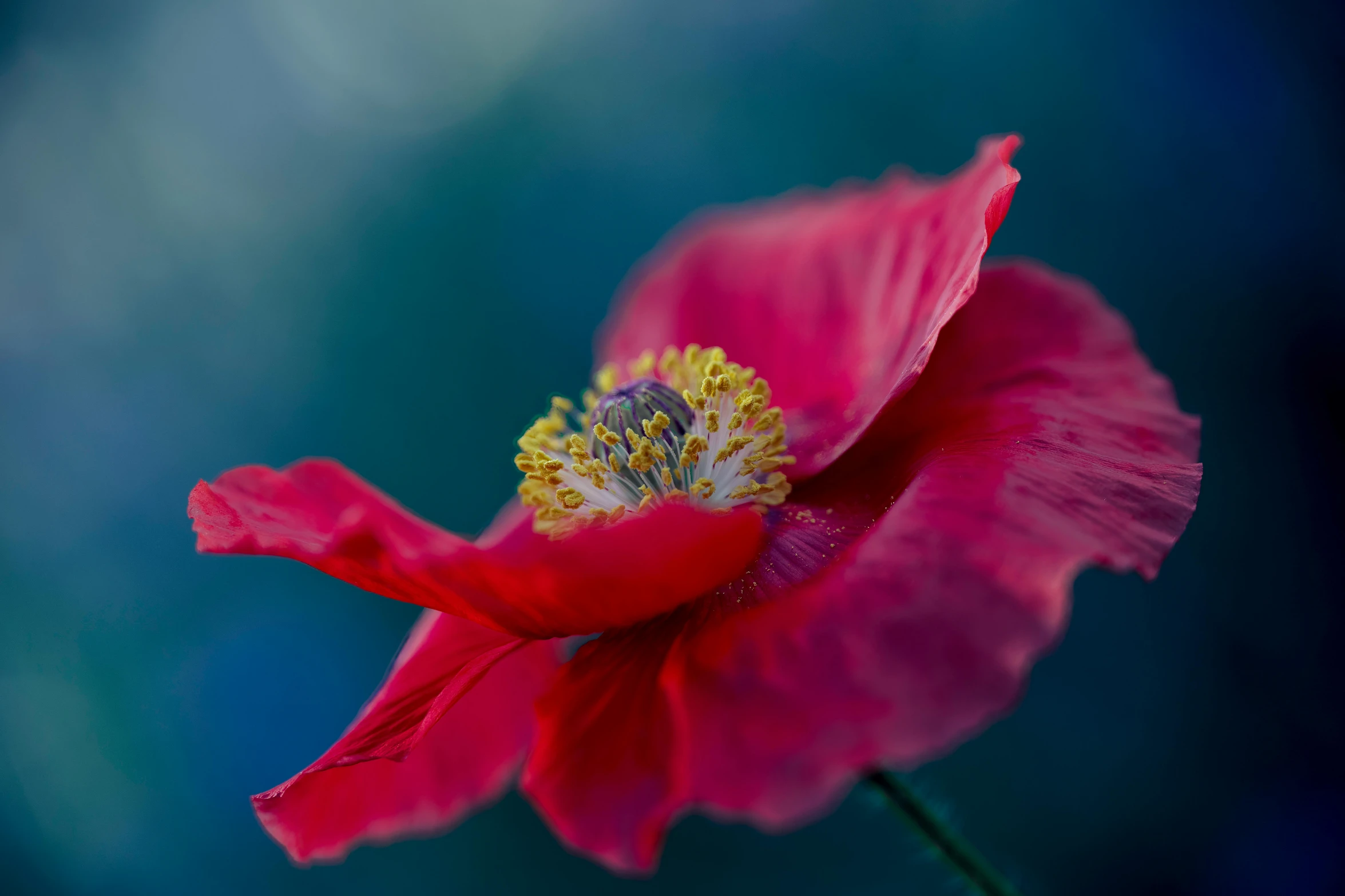 a pink flower with buds is shown here