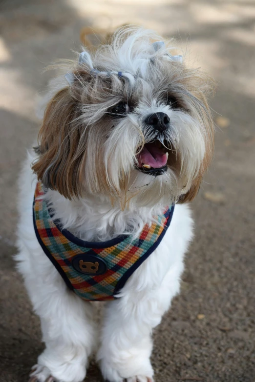 a dog with a small vest is standing on the sidewalk