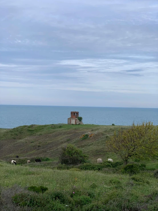 a couple of sheep are standing on a hill