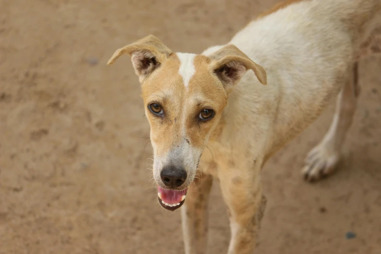 a dog with an open mouth stands in dirt