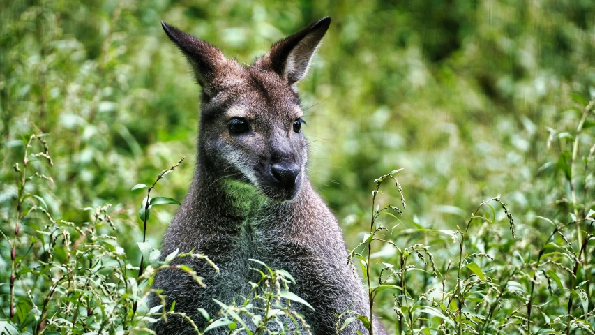 a kangaroo is walking through tall grass