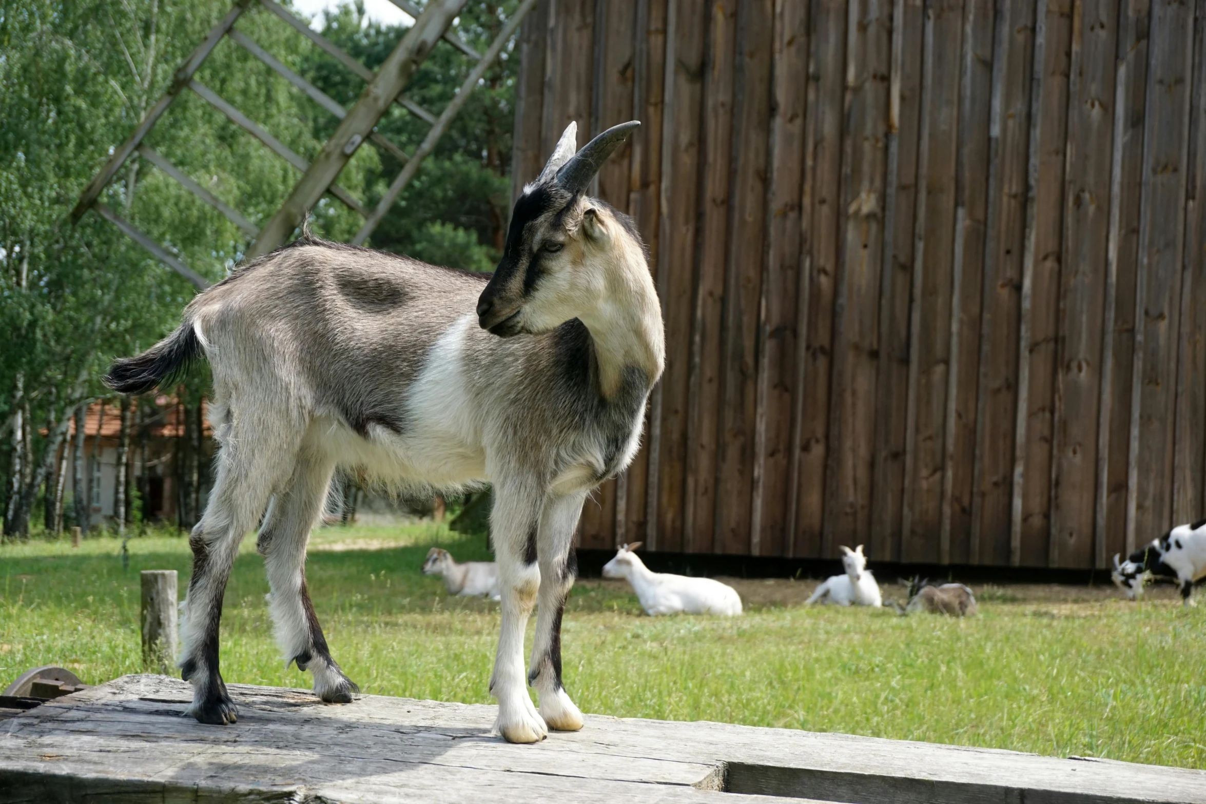 an animal that is standing in the grass