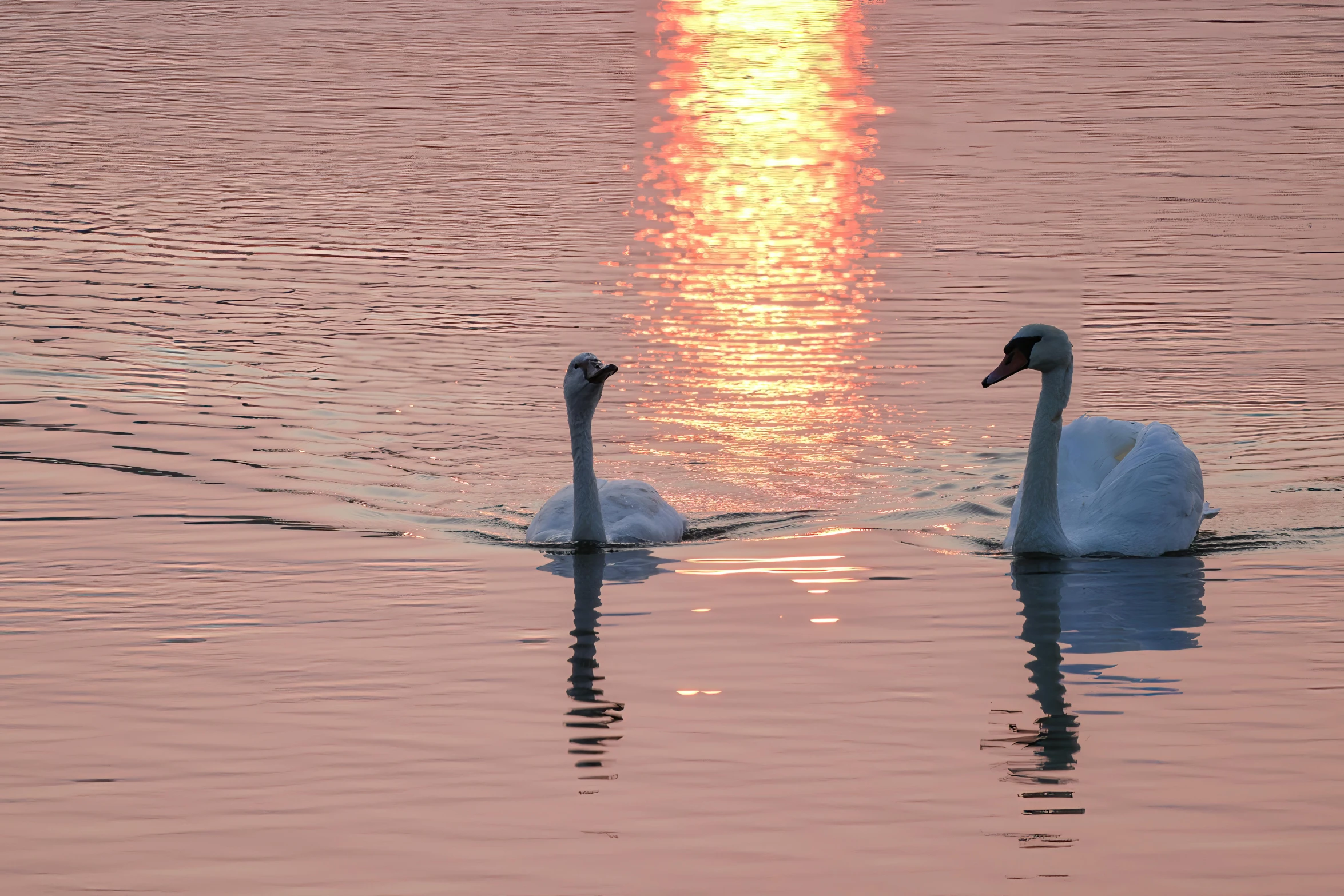 two white swans are swimming on a body of water