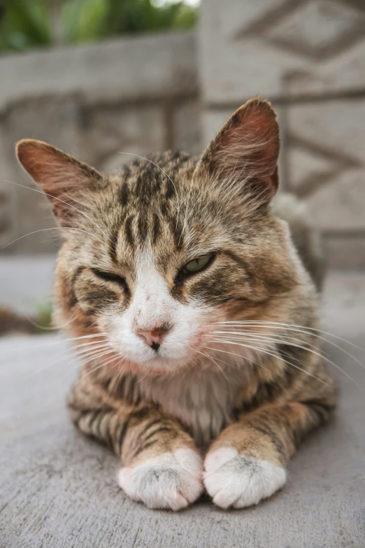 the cat is lying down and relaxing