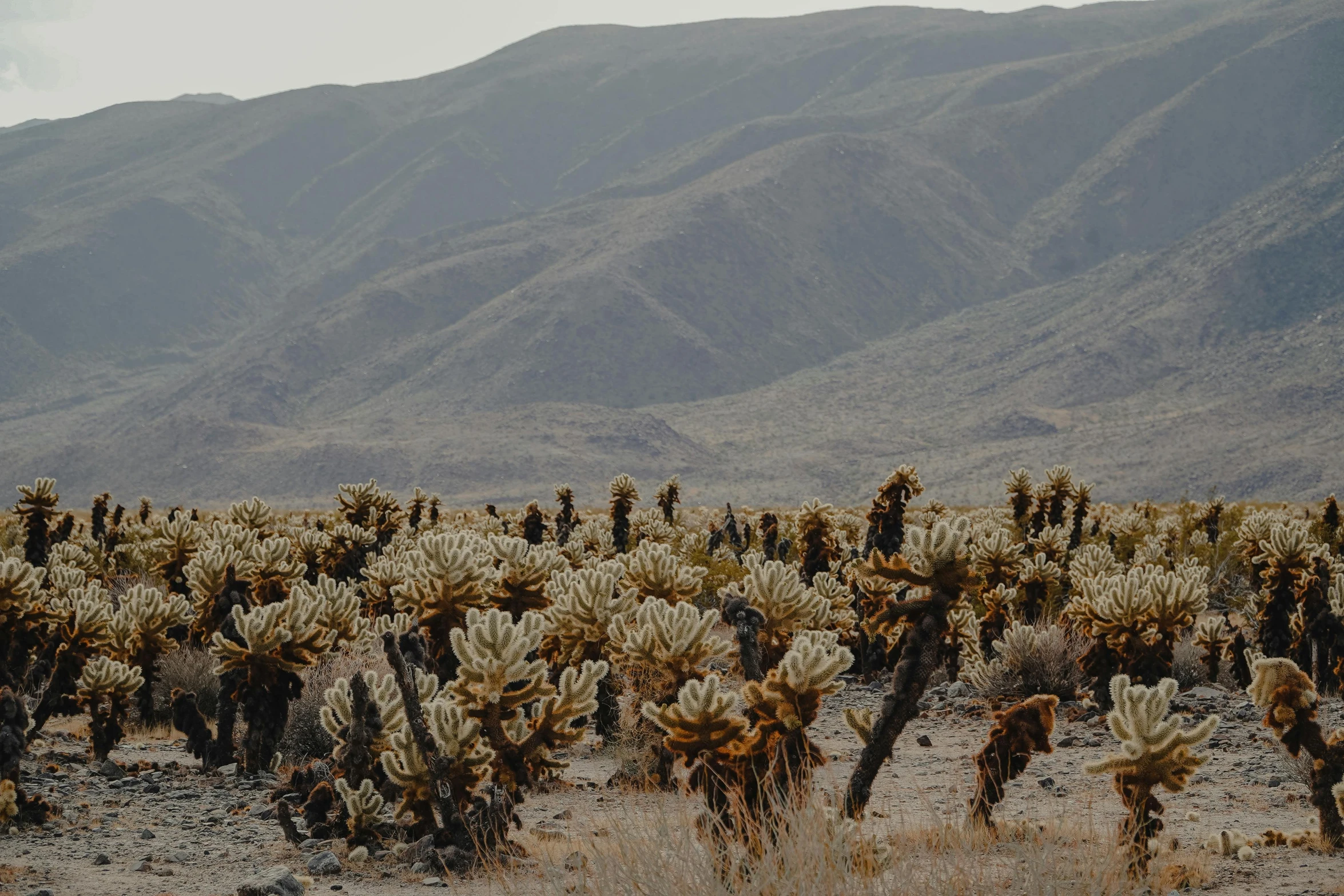 many cacti are in a desert landscape