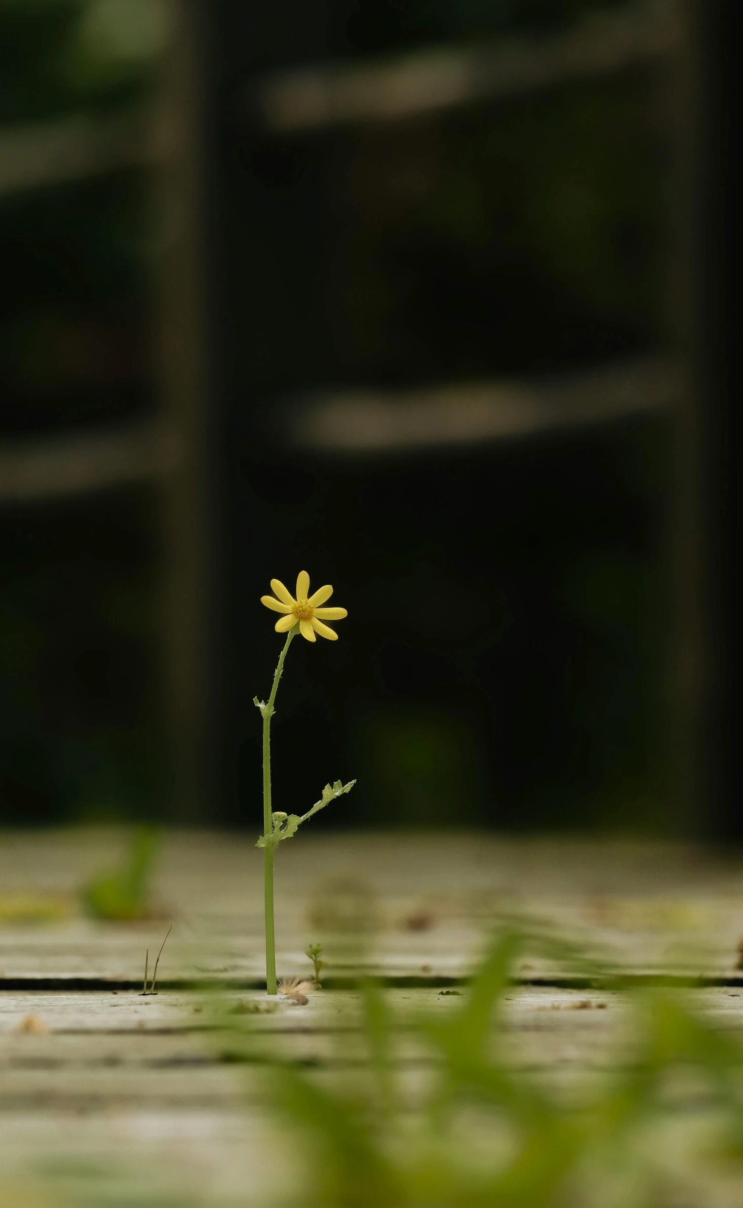 a yellow flower grows from the ground near some grass