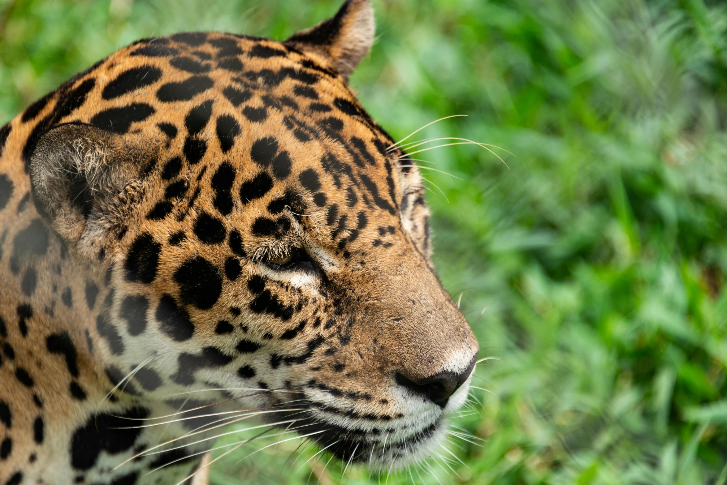 a big jaguar walking in a lush green field