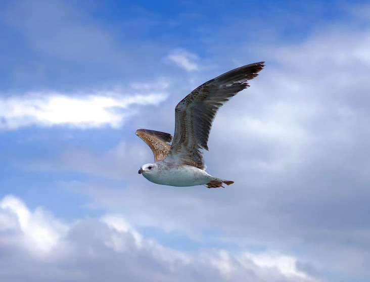 the bird is flying in the air in some clouds