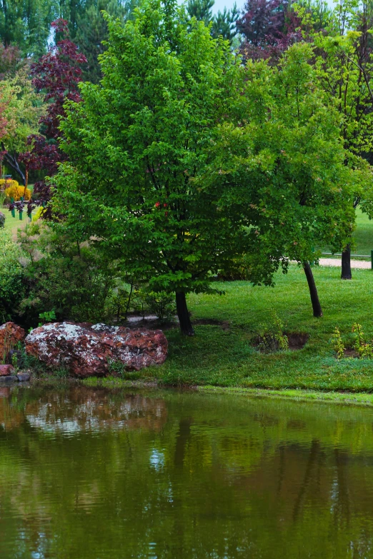 an area with a pond and many trees