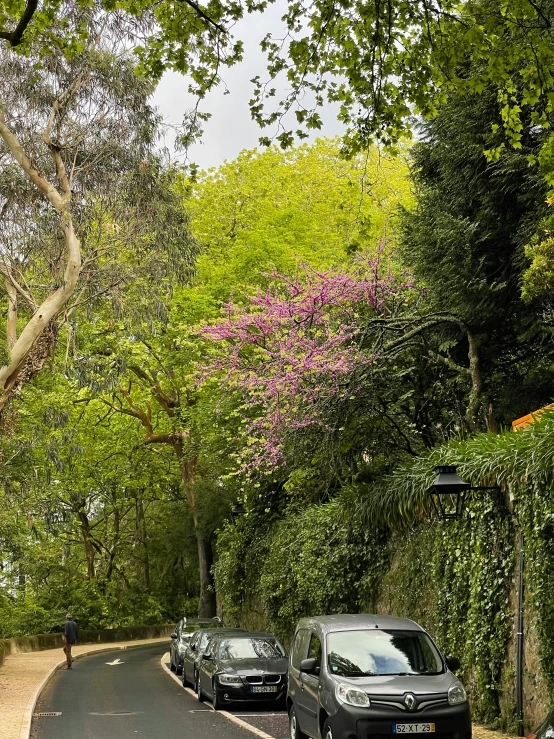 cars parked on the side of a small street next to tall trees