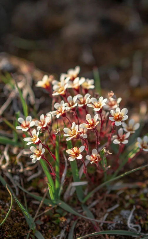 there are small flowers growing among the grass