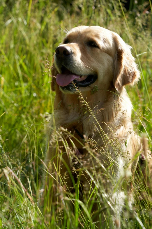 a dog is sitting in tall grass and smiling