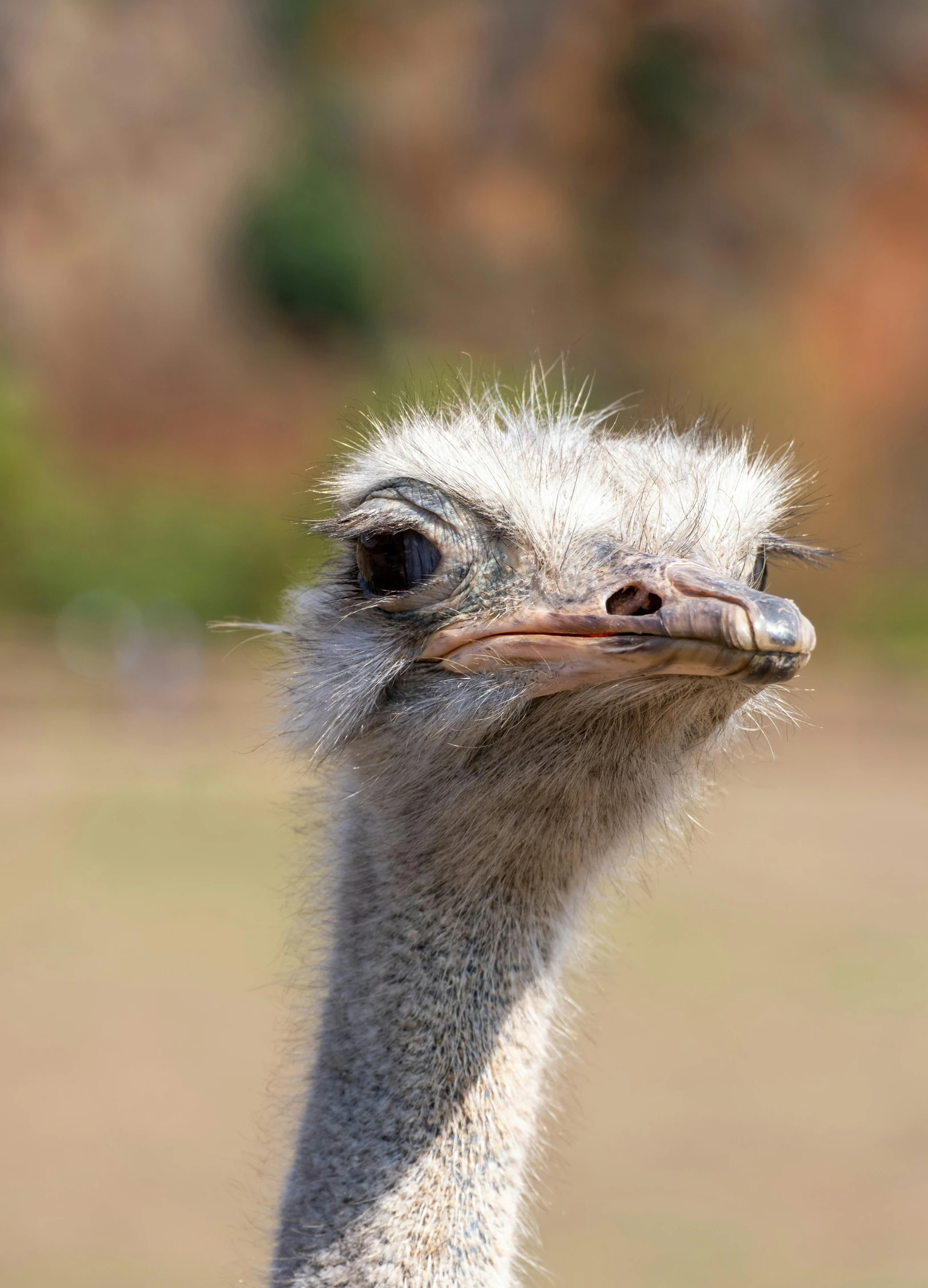 an ostrich head looks into the camera lens