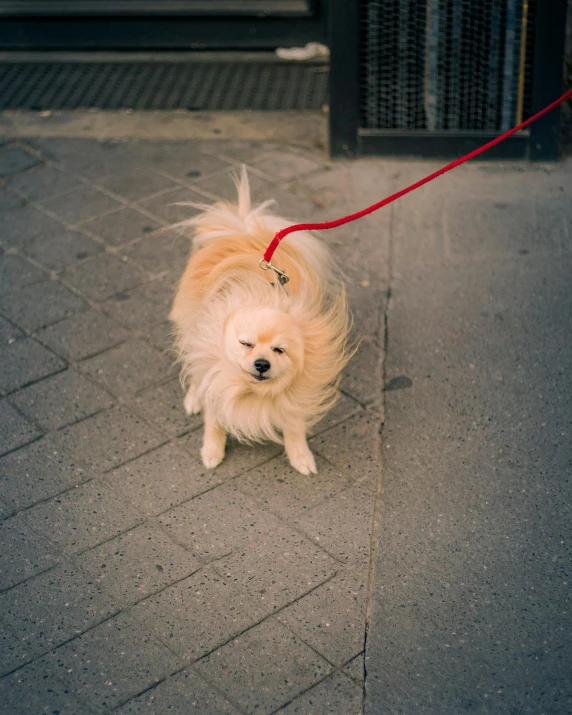 a dog standing on the sidewalk while being walked by a woman