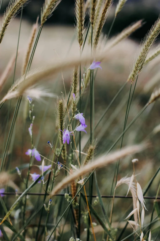 purple flowers growing out of a grassy field