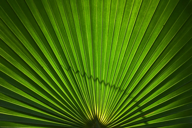 the back of a palm leaf, with lots of sunlight