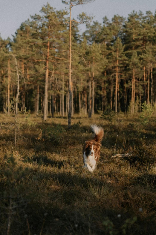 a dog running in the grass near trees