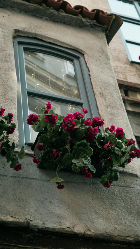 two planters in front of a window with a reflection