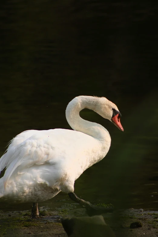 a large white bird standing on top of a body of water