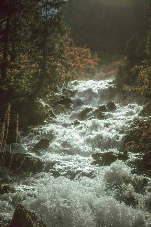 a mountain stream flowing through the middle of a forest