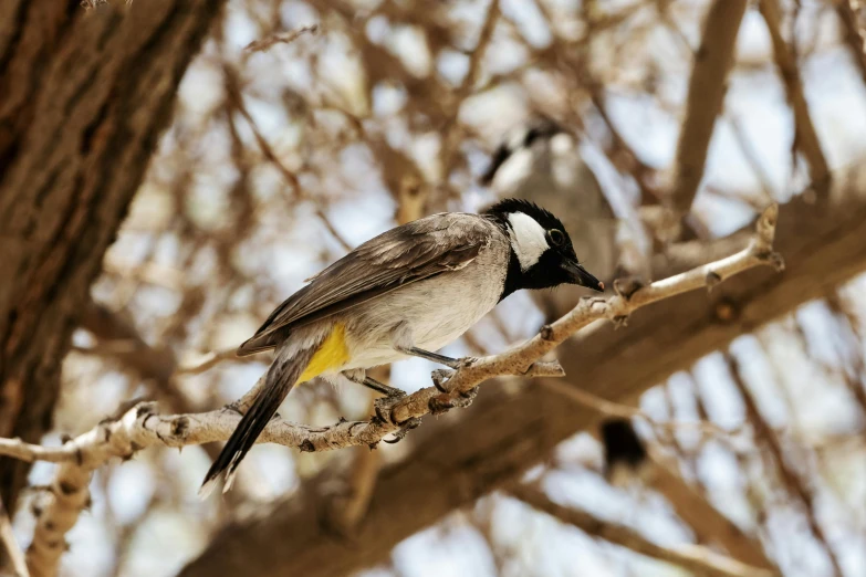 a couple of birds perched on top of a nch