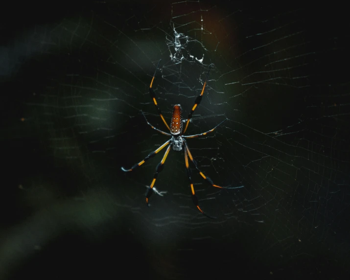 a yellow and black spider in it's web on the outside of a window