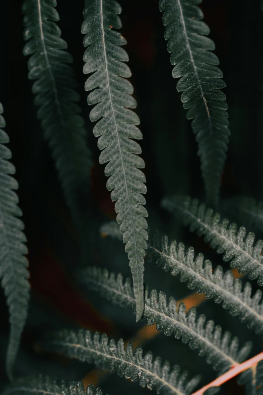 a close - up of a tree leaf showing green leaves and large, dark green leaves