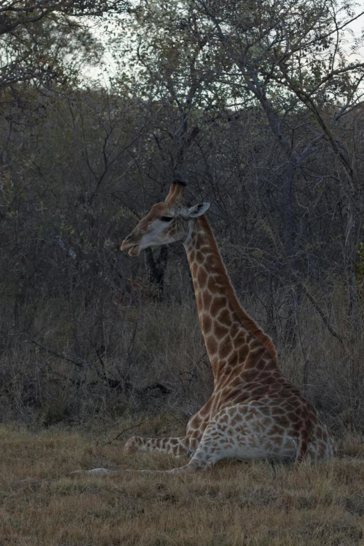 a giraffe is sitting in a grassy area with trees and bushes