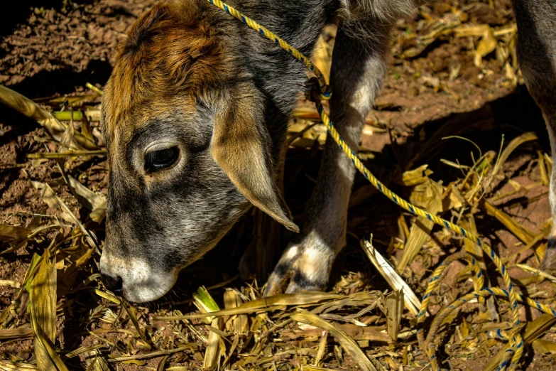 a close - up of a dog's head on a rope