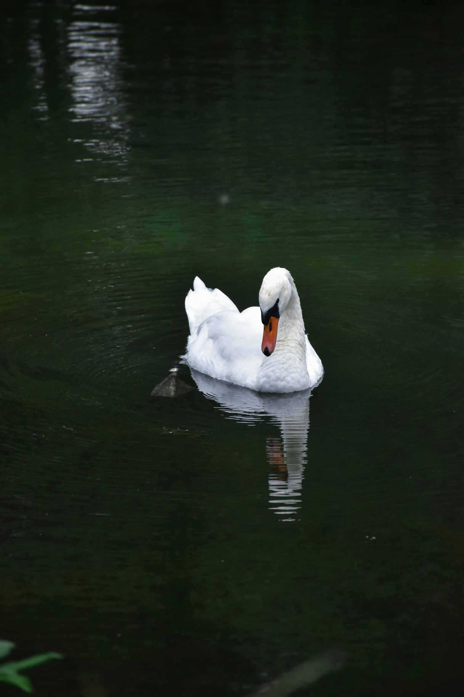 a white swan floating in the middle of a lake