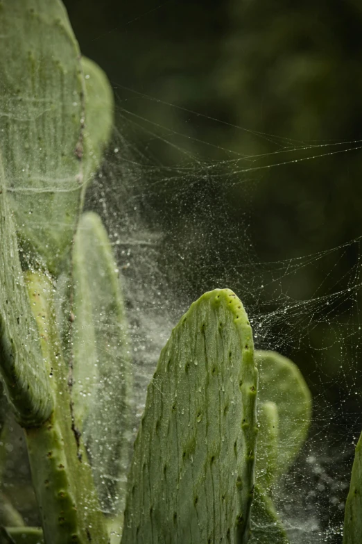 some water splashing out from a spider web