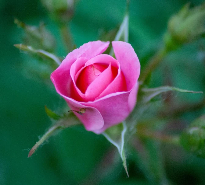 a single pink rose flower in bloom on a green background