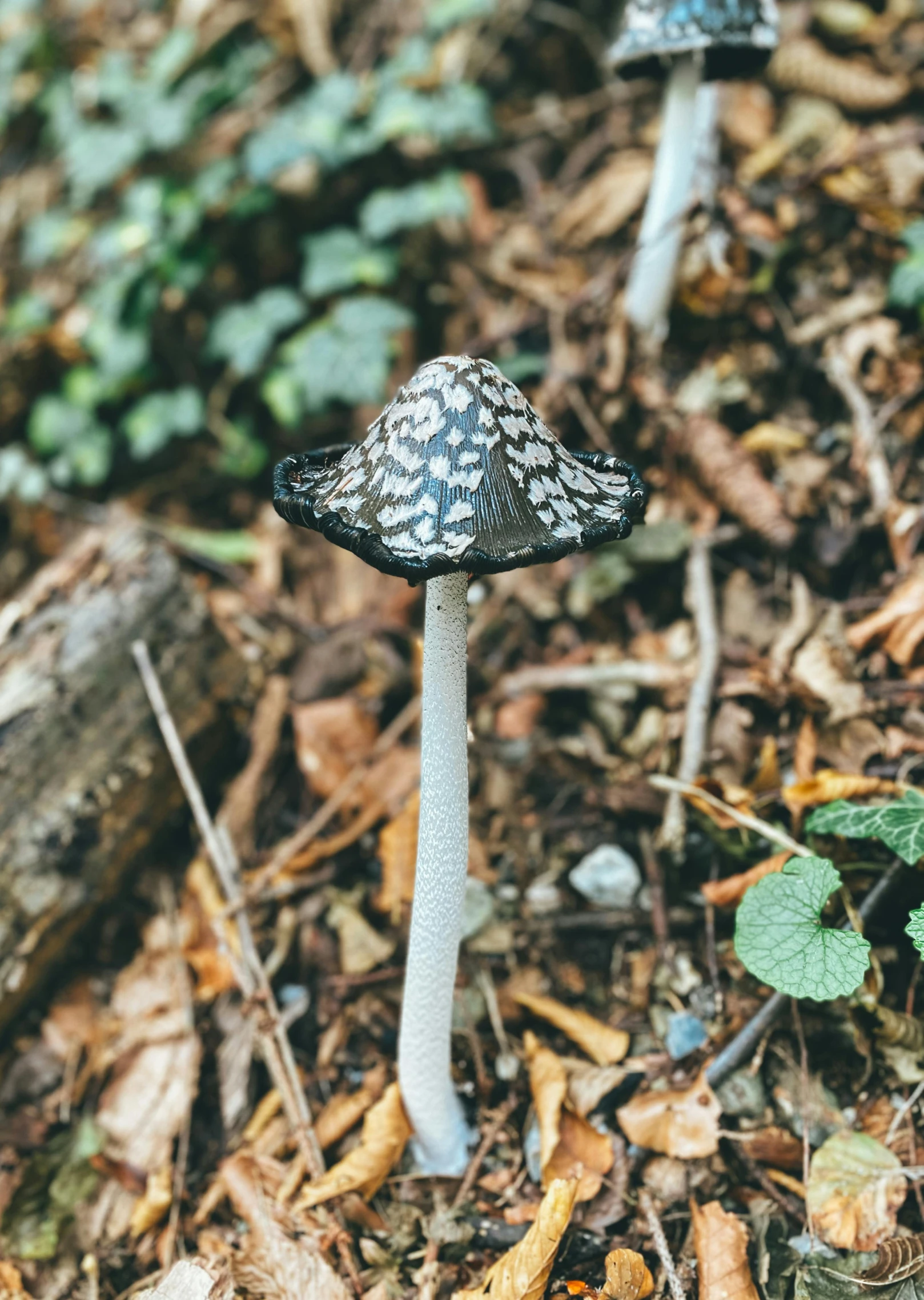 two mushrooms stand in the forest among leafy ground